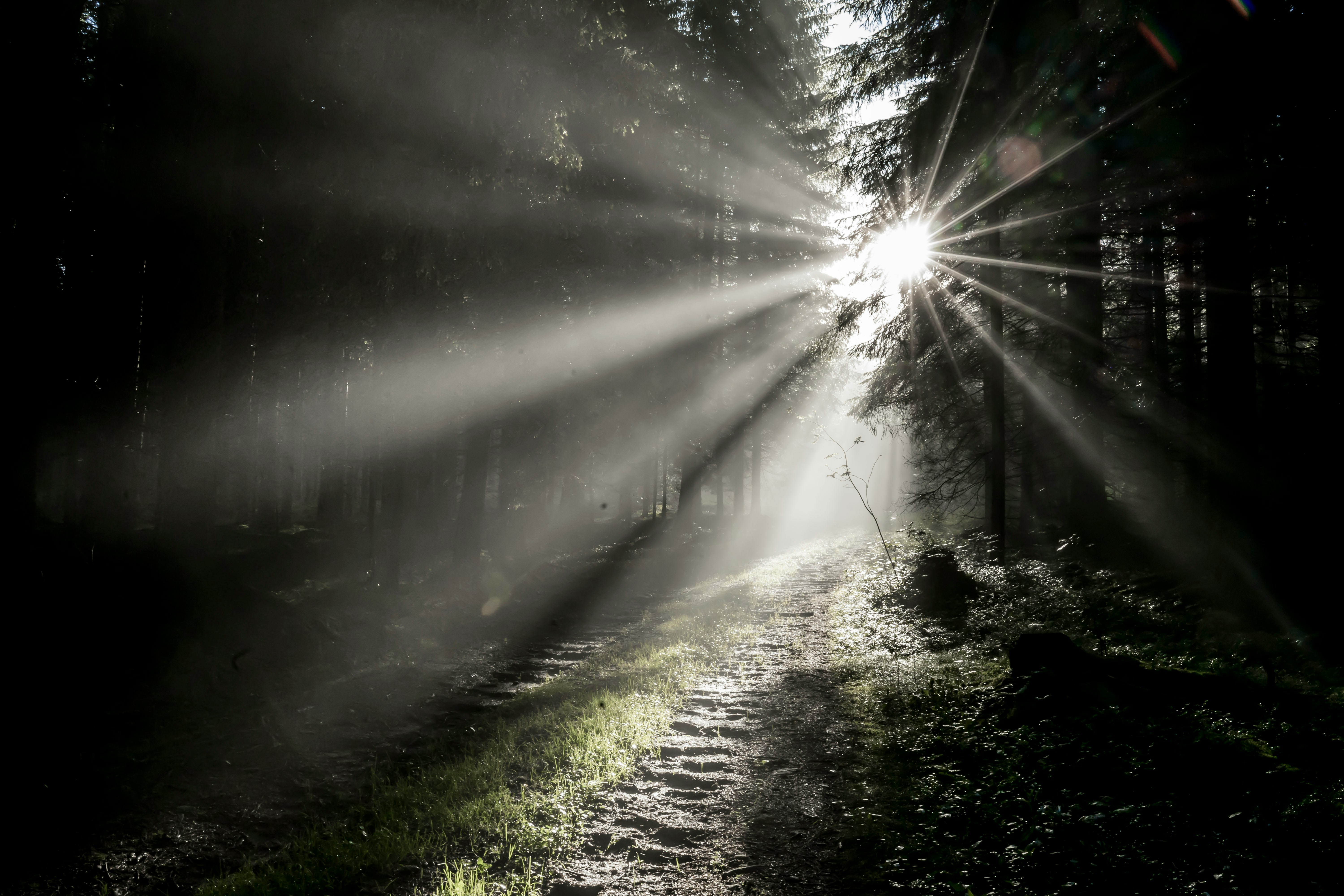 Light through forest trees - symbolic of insight and clarity